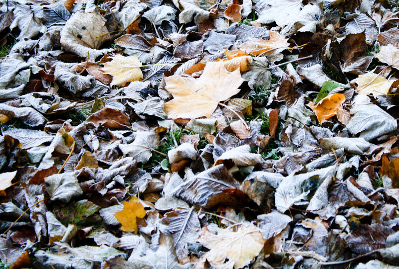 Frozen leaves