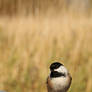 cute little bird