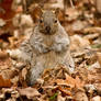 Funny squirrel