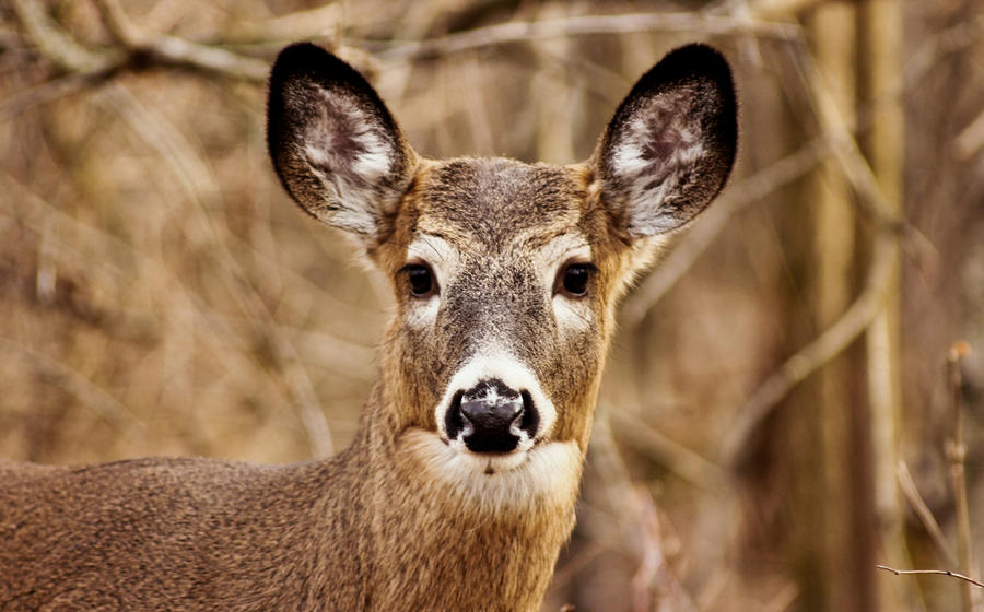 White-tailed deer staring at my camera