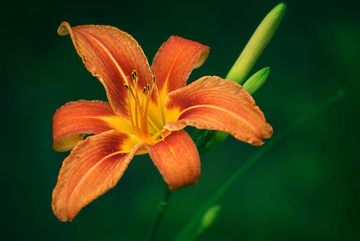 lily II