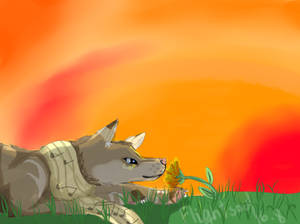 Sunset Wolf