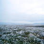 Snowy Landscape