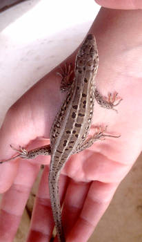 lizard