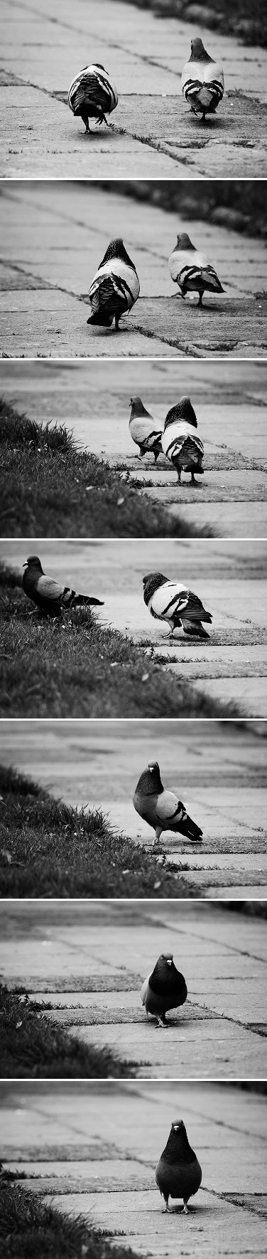 Pigeon's courtship sad story