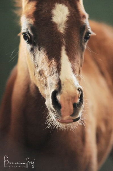 Foals portraits 02