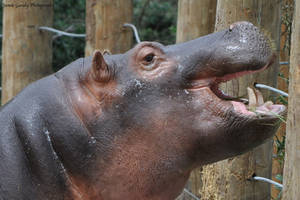 Attack hippo