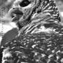 Barred owl