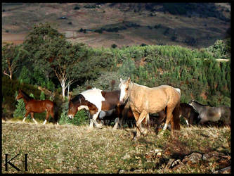 wild brumbies