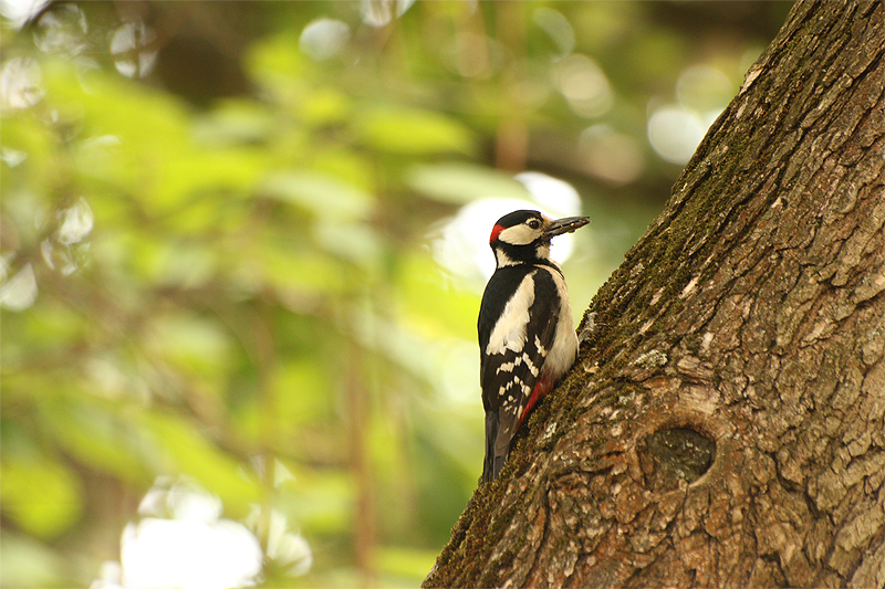 Woodpecker