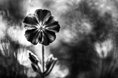 Lychnis coronaria