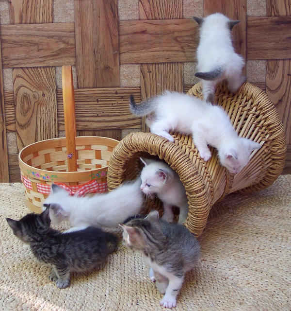 Foster Kittens By LilleahWest On DeviantArt