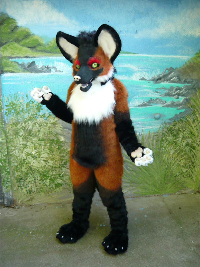 maned wolf standing