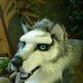 husky wolf close up