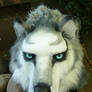 huskey wolf face