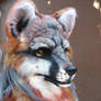 gray fox close up
