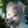 Albino dingo head for sale