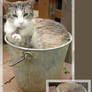 Cat Bucket