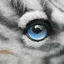 Zorse eye detail