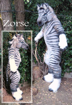 Zebra Horse