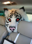 tiger in the car