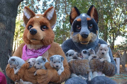 Australian Cattle Dog Mascots