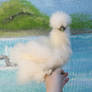 My young white Silky hen