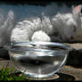 Water Bowl