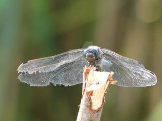 dragonfly skimmer - front view