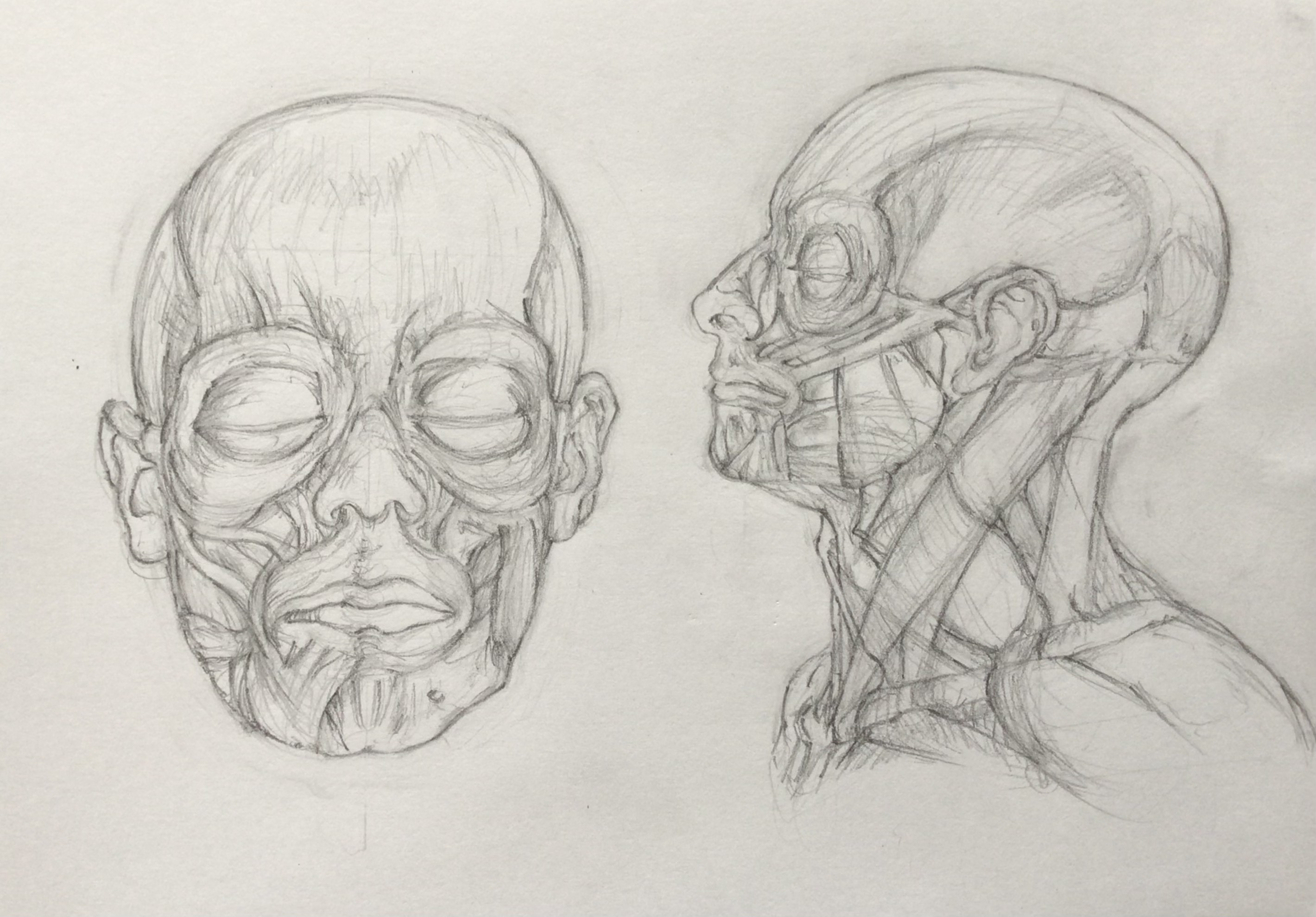 Anatomy Doodle 4 by electro720 on DeviantArt