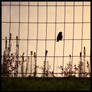 Bird on the Wire