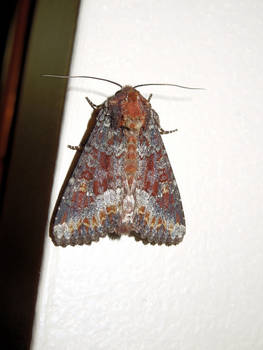 Colorful Moth 2