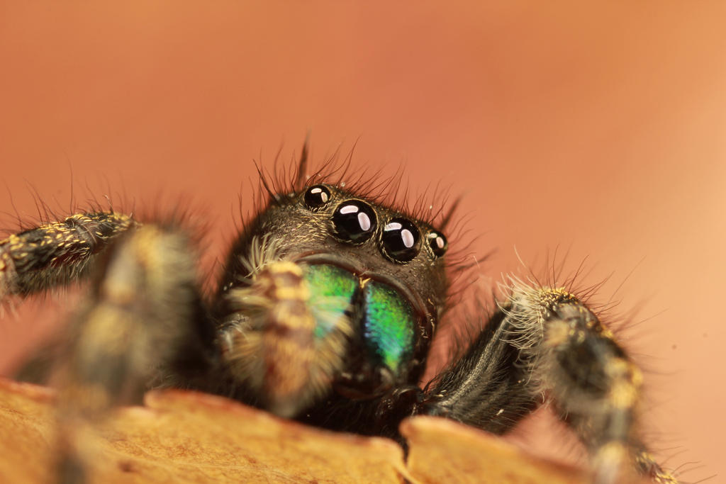 Jumping Spider