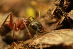 Ant by BenjaminPuppel