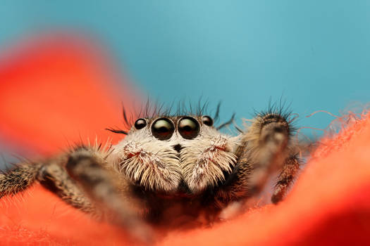 Jumping Spider