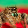 Phidippus audax Profile