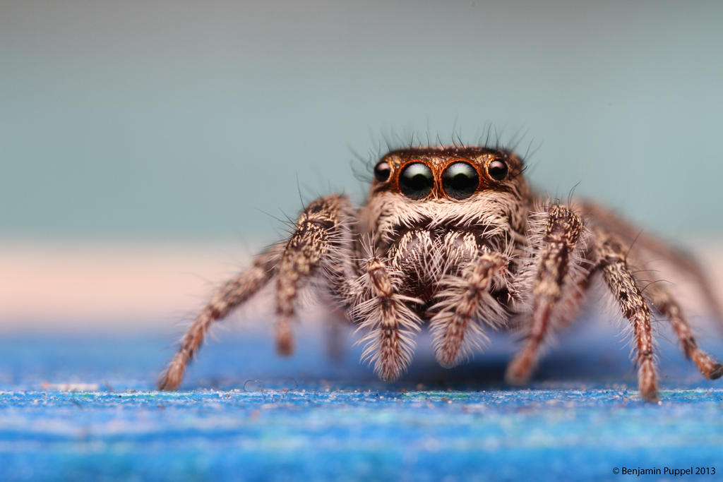 Jumping Spider