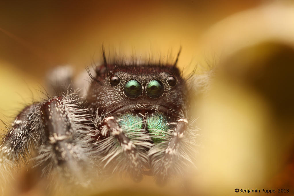 Phidippus audax by BenjaminPuppel