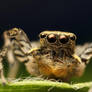 Tiny Jumping Spider