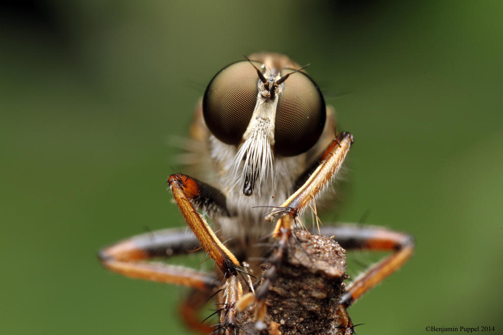 Robber Fly by BenjaminPuppel