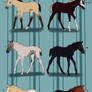 Orphan Foal Adopts