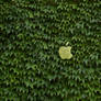 Eco Apple wallpaper