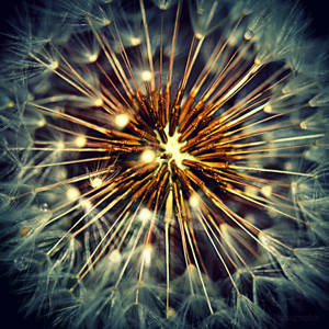 Dandelion