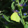 Common Brimstone