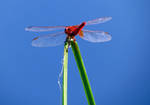 Red Dragonfly by Sasa-Van-Goth