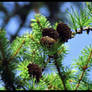 Pinecones