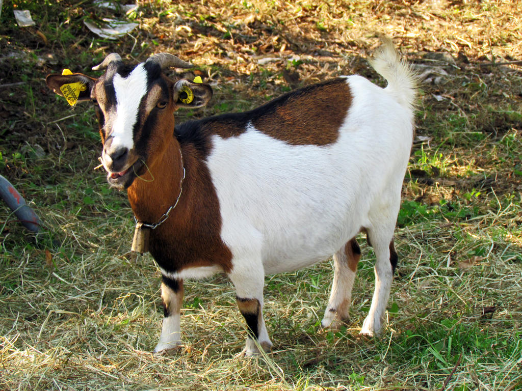 Goat Simulator by Sasa-Van-Goth on DeviantArt