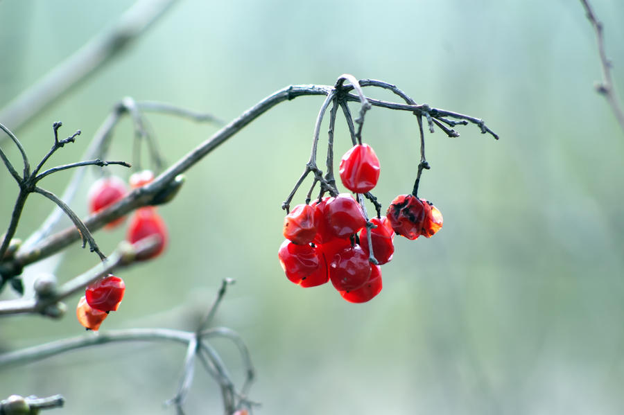 Minimalistic Berries