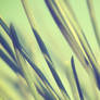 Minimalistic Makro Grass