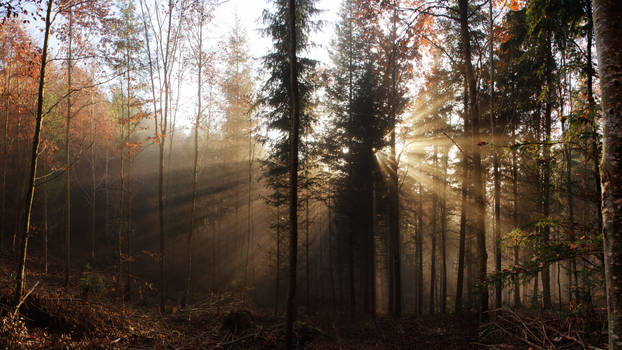 Evening Forest